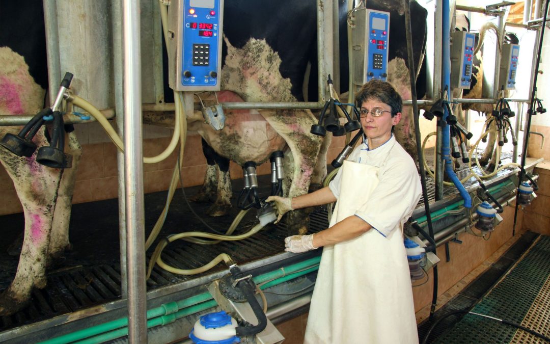 Find Quality Dairy Supplies Deloraine TAS Farmers Rely On for Everyday Operations